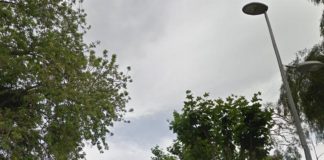 La concejalía de Parques y Jardines inicia la poda del arbolado de las calles Santa Ana, Pio XII y Cáceres