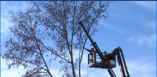La concejalía de Parques y Jardines continúa con la poda del arbolado del ‘Kilómetro 1’