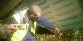 Ciento cincuenta chotos son despedazados por dos perros en los tablones