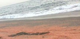 Aparecen grandes bancos de gambas en las playas de Salobreña
