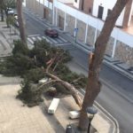 Restos de árbol caidos en la avenida Enrique Martín Cuevas, cerca del Hospital