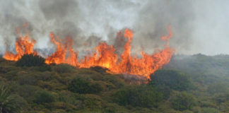 Dos de los últimos incendios forestales habrían sido causados por negligencia y otro de manera intencionada
