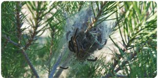 Se inicia un plan urgente de actuación contra la procesionaria existente en los pinos de Motril