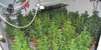 Desmantelada en Motril una plantación con 8.215 gramos de cogollos de marihuana con un detenido