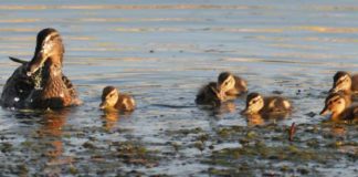 La Charca de Suárez cambia su horario de visita por el periodo reproductivo de muchas de las especies presentes en ella