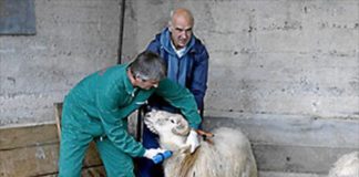 La Junta de Andalucía distribuye siete millones de vacunas contra el virus de la lengua azul