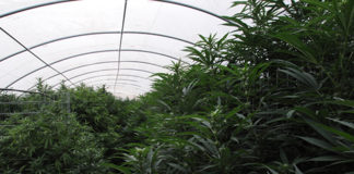 La Policía Nacional detiene a cuatro personas y desmantela un invernadero con más de 90 plantas de cannabis sativa