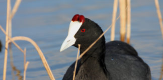 La Charca de Suárez se consolida como zona de cría de especies en peligro tras el nacimiento de dos crías de Focha Moruna