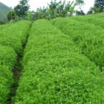 stevia