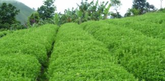 La asociación de desempleados y precarios de Motril junto al Ayuntamiento celebra el sábado 30 una jornada sobre el cultivo de la Stevia