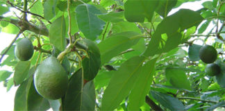 La consejería de Agricultura y la asociación Española de Tropicales estudian acciones conjuntas en materia de investigación y formación