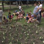 plantacion