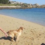 playa perros
