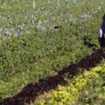 GABRIEL ALEGRE, AGRICULTOR ECOLÓGICO