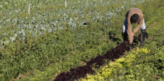 Cerca de 800 agricultores y ganaderos granadinos se beneficiarán de las ayudas de la Junta a las pólizas de seguros agrarios de 2015