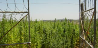 La Guardia Civil interviene la mayor plantación de cannabis sativa de los últimos años en Granada en la Sierra de Lújar