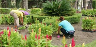 El Ayuntamiento coloca más de 8.000 plantas de temporada para engalanar el centro de cara a la feria de día y la segunda fase del verano