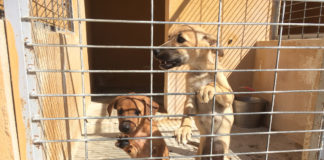 El albergue municipal de mascotas ha encontrado familias de acogida para medio centenar de animales abandonados