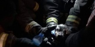 La Policía Local de Motril rescata a dos cachorros abandonados en un contenedor