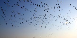 La charca de Suárez modifica su horario de visitas durante octubre para facilitar el avistamiento de aves migratorias