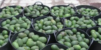 Recuperados más de 170 kilos de aguacates robados en una finca de la zona norte de Motril