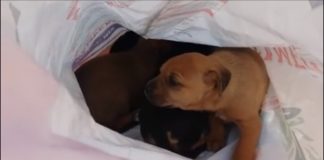 Abandonan a cuatro cachorros en un saco a las puertas del albergue de mascotas de Motril