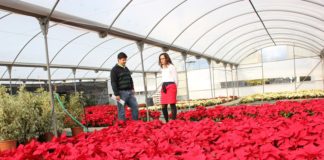 La concejalía de Parques y Jardines planta más de 7.000 pascueros para adornar las calles y plazas de Motril en Navidad