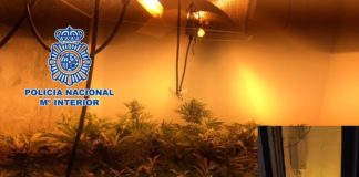 La Policía Nacional detiene a tres individuos y desmantela dos plantaciones de cannabis sativa en viviendas de Motril y Carchuna