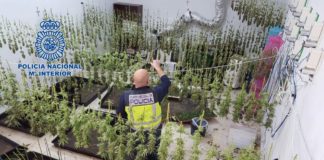 Desmantelada una plantación con más de 1.200 plantas de marihuana escondidas entre olivos en Otura