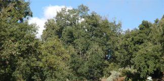 Diputación aprueba la propuesta de Buxus para la recuperación del alcornocal de Lújar