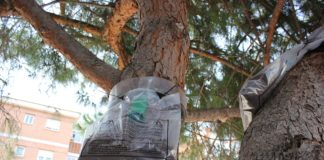 Parques y Jardines realiza un plan de control de plagas para la procesionaria
