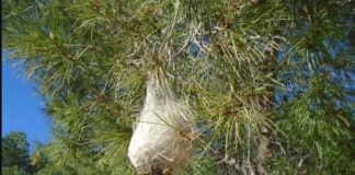 La concejalía de Agricultura amplía el plan de control de plagas de la oruga procesionaria con trampas de feromonas
