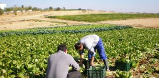 Las empresas y trabajadores hortofrutícolas motrileños pueden solicitar los cursos de formación del proyecto ‘ECOEXPORTA’