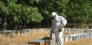 Diversas organizaciones reclaman que sea obligatorio detallar el país de origen en el etiquetado de la miel