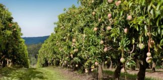 Investigan emplear moscas para aumentar la producción de aguacates y mangos y mejorar la calidad de estos subtropicales