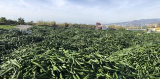 Continúa la retirada de pepinos del circuito comercial