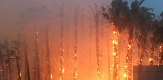 Absuelto el acusado de provocar un incendio en una plantación de palmeras de Motril