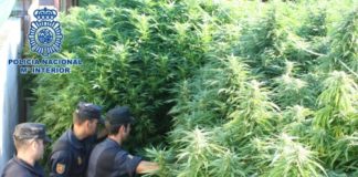 La Policía Nacional de Motril desmantela tres plantaciones de marihuana a gran escala y detiene a los responsables