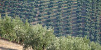 La Junta abre en febrero el plazo para solicitar las subvenciones agroambientales, a la agricultura y ganadería ecológicas y para zonas con limitaciones naturales