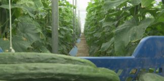Los consumidores pagan los pepinos cinco veces más caros del dinero que perciben los agricultores por ellos