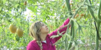 La Junta impulsa un plan estratégico con el que prevé incorporar 3.000 jóvenes a la agricultura y alcanzar el 30% de la producción en ecológico