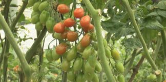 El grupo ‘La Caña’ desarrolla un proyecto de innovación para mejorar la producción de tomate cherry pera