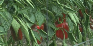 Investigadores descubren que el sulfato cálcico es uno de los mejores productos naturales para nutrir a las plantas de pimiento en invernadero
