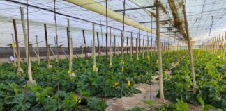 Una empresa de semillas lanza cuatro variedades de calabacín resistentes al virus Nueva Delhi