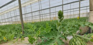 Los agricultores granadinos y almerienses incrementan un 22% la superficie de sandías cultivadas con control biológico