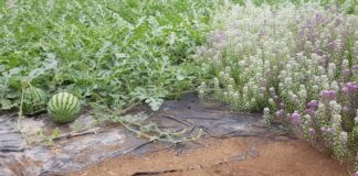 Investigadores y agricultores prueban la lucha integrada al ciclo completo del cultivo de la sandía con excelentes resultados