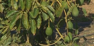 ‘TROPS’ y ‘AgriSmart data’ logran producir el aguacate Hass más sostenible del mundo al necesitar la mitad de agua
