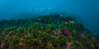 Un estudio asegura que el alga asiática podría utilizarse como fertilizante ecológico en la agricultura