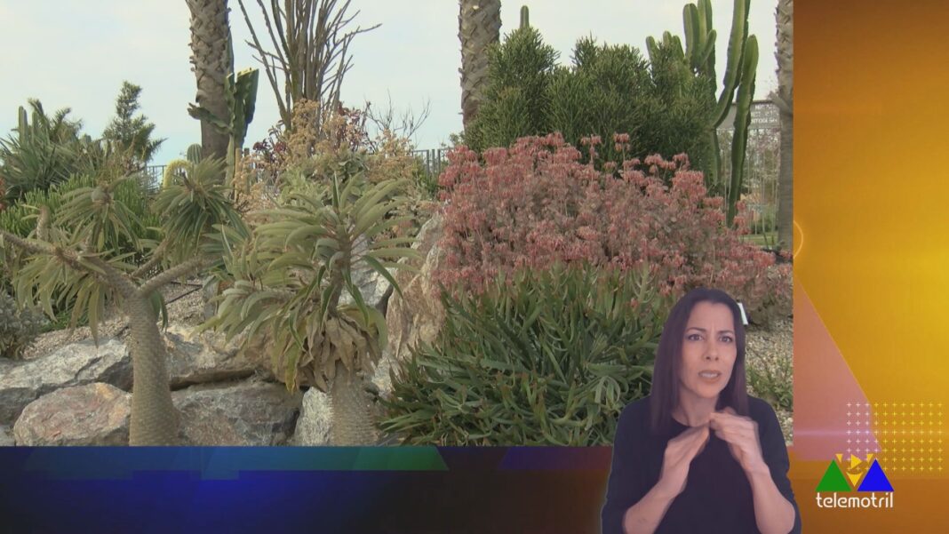 paqui signo cronica00000000